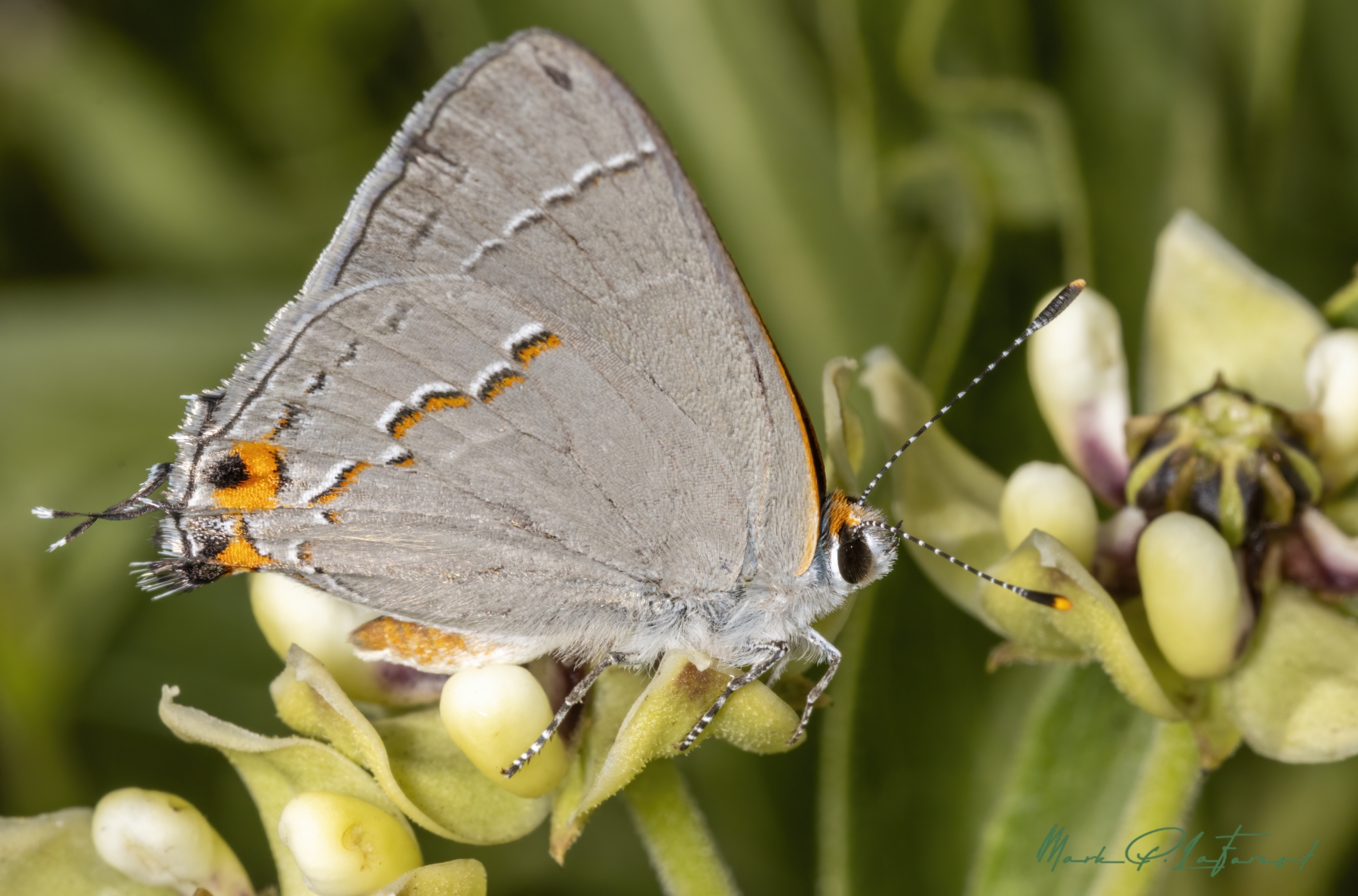 /gallery/north_america/USA/Texas/austin/Gray Hairstreak April 2024-006_med.jpg